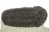 Detailed Morocops Trilobite - Morocco #331935-2
